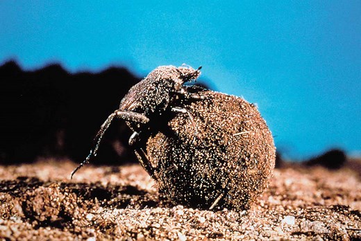 Dung beetles in Australia