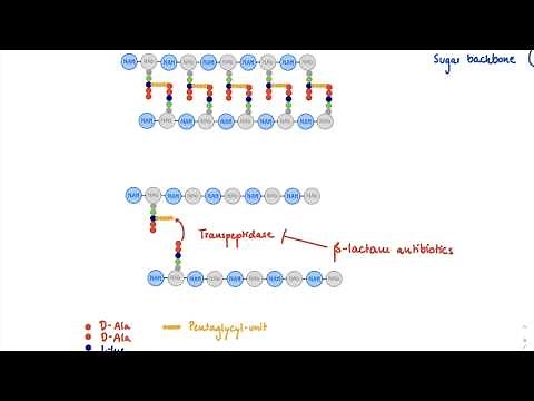 Brandl's Basics: Mechanism of action of beta-lactam antibiotics