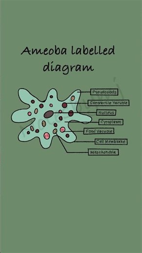 Amoeba Labelled Diagram Short | Protist Structure & Pseudopods Explained