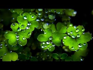 Relaxing Music Kecapi Suling Sunda (Suara Burung,Air Terjun Dan Suara Suling)