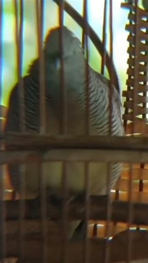 anggunan suara perkutut lokal super gacor suara besar10.597 #perkutut