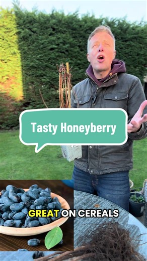 When is a rare tasty berry, not a blueberry? When it’s a Honeyberry. Brand new and delicious, Honeyberry will give you bumper crops and year-round interest! Dark-blue, strange-looking, elongated fruits in abundance from this summer onwards. The sweet, juicy fruits have a melt-in-the-mouth flavour that is similar to blackberries! Perfect in yogurts, cereal or to eat on their own. Supplied as an established plant in 1.7 litre pot. Self-fertile. Completely winter hardy and grows to approx 90cm. #ho