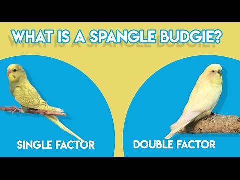 What is Spangle Budgie (Single and Double Factor)