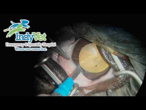 Canine Cataract Surgery (Phacoemulsification)