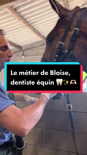 Le #métier de Blaise, dentiste #equin 🦷✨🫶🏻 LE SAVEZ-VOUS ⁉️💡 Pour le bien-être de votre cheval 🐴 il est hyper important de faire passer le #dentiste au moins une fois par an ☝🏻 Cela permet de limer la table dentaire 🪥 car les dents du cheval poussent en permanence #🦷 Limer les dents du cheval ne leur fait pas mal mais cela peut les impressionner, il faut donc les désensibiliser/les habituer pour ne pas qu’ils aient peur. Sur les jeunes #chevaux (vers 4 ans ou plus), il est aussi importan