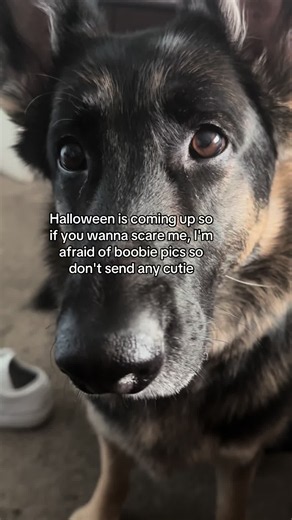 Terrified #dogtok | dog