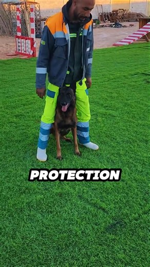$5000 Dog vs $5 Dog: Who Wins #dogtraining #protectiondog