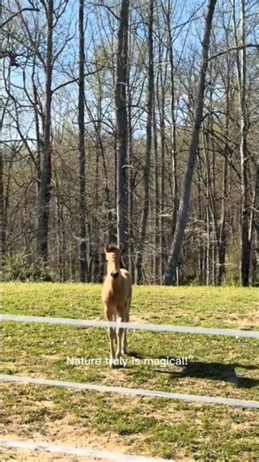 Baby Foal’s First Steps 🐴💕