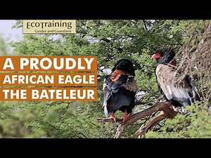 Bateleur Eagle l Birds of the Bush