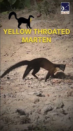 The Predator In The Wild #kalpanachawlaspaceacademy #Yellowmarten #earthscience
