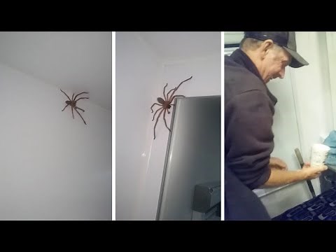 Couple Fails At Catching Huntsman Spider