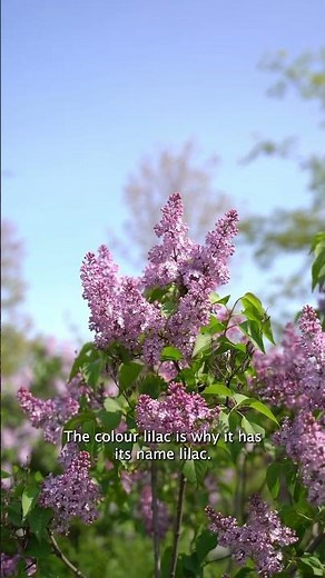 FUN FACTS ABOUT LILACS 🌸🌿💜 Frankie Flowers