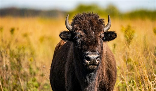 Scrub Hub: IU's new bison mascot links back to a forgotten piece of Indiana history