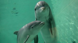802K views · 1.2K reactions | Bottle-nosed dolphins were found to...