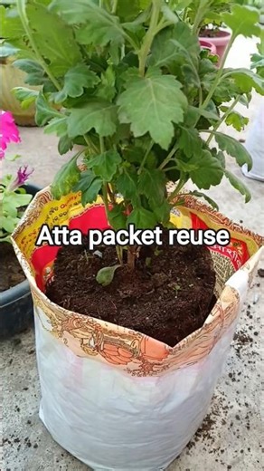 Atta packet reuse for gardening #gardening #reuseidea #plants #youtubeshortsyoutubeshorts