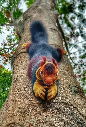 மலபார் ராட்சத அணில் (Indian giant squirrel) என்பது கேரளாவில் உள்ள மூணாறு போன்ற பகுதிகளில் காணப்படும் ஒரு வகை அணில் ஆகும். இந்த அணில்கள் பெரும்பாலும் பசுமையான மற்றும் அரை பசுமையான காடுகளில், குறிப்பாக உயரமான மரங்களின் மேல் வாழ்கின்றன. | Shobana Selvakumar