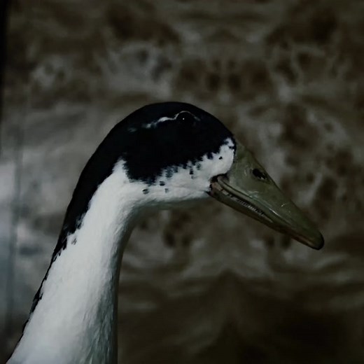 the consequences: 🧍🏾‍♂️ #sttfxx #heartbreakhigh #hbhedit #heartbreakhighedit #edits #fyp #heartbreakhighcash #foryoupage #heartbreakhighseason2 #2024 #trending #fypシ #hbhedits #viral