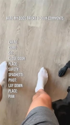 Pawsitive Training on Instagram: "Link in bio for video tutorials showing exactly how to teach your dog these and so many more! #doginstagram"