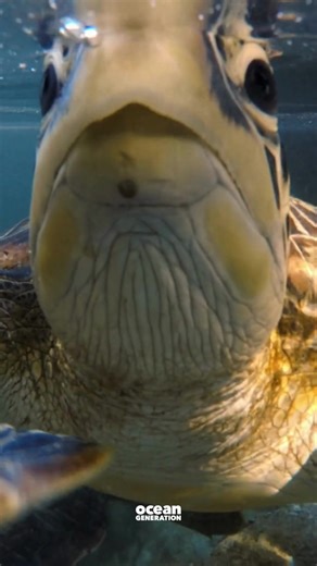 1K views · 11 reactions | Have you ever watched a turtle bask in the...