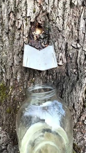 Maple Sap Dripping in Spring with Birds Singing 🌿 Peaceful Forest Nature Sounds