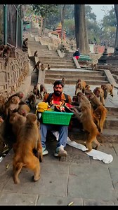 My friends please help the animals Because they can't tell their problem | chotu tufan