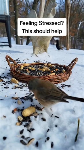 Feel better #birdnerd #backyardbirds #birds #birbs #bird #birdfeeder | Chirp Corner