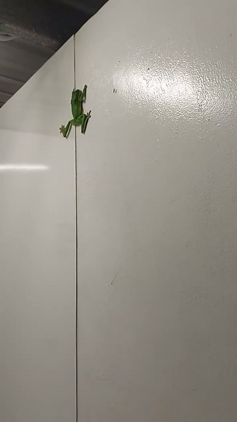 Camp Shower Frog Splat || ViralHog