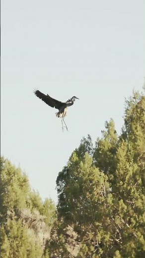 Canon R7 120FPS | Great Blue Heron Landing in Slow Motion 🦅📷