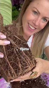 Trasplante completo paso a paso!!!!