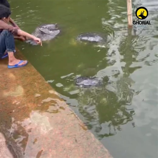 Black Softshell Turtle – বোস্তামীর কাছিম: বাংলাদেশের এক রহস্যময় ও সংকটাপন্ন প্রজাতি বোস্তামীর কাছিম, ইংরেজি নাম Black Softshell Turtle এবং বৈজ্ঞানিক নাম Nilssonia nigricans, বাংলাদেশের একটি রহস্যময় এবং অত্যন্ত বিরল কাছিম প্রজাতি। এই প্রজাতিটি মূলত দক্ষিণ এশিয়ার অন্তর্গত, কিন্তু বর্তমানে প্রকৃতিতে এদের দেখা পাওয়া যায় না বললেই চলে। তবে একটি বিশেষ জায়গা – চট্টগ্রামের বায়েজিদ বোস্তামী মাজারের পুকুরে এদের অস্তিত্ব এখনো টিকে আছে। #BlackSoftshellTurtle #NilssoniaNigricans #BoztamirKachim | Ghorial Bang