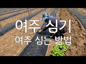 #BitterMelon #PlantingBitterMelon How to plant bitter melon