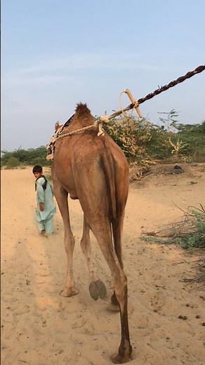 Camel Walking Gracefully in the Desert