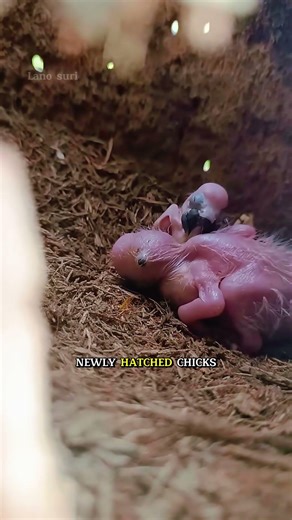 scientists observe the breeding process of parrots