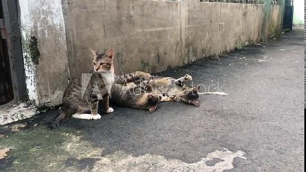 Three tabby cats sitting and lying on a paved surface near a concrete wall.