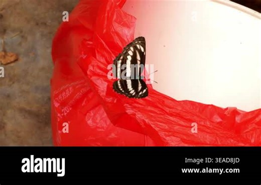 A close-up of a butterfly outdoors Stock Video Footage - Alamy