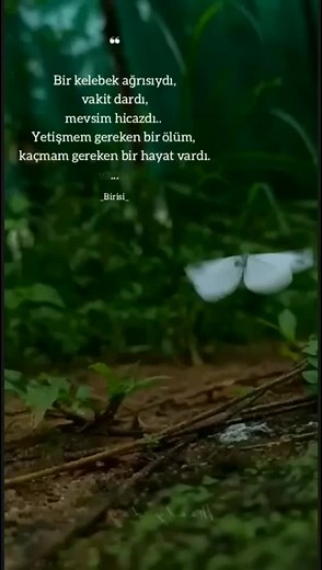 Delicate Butterfly Fluttering Among Green Foliage