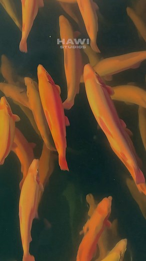 Mesmerizing Underwater Footage of Golden Trout Fish #goldfish #golden #fish #nature #wild HA06803 #GoldenTroutFish #UnderwaterBeauty #NaturesGems #RareSpecies #AquaticWonders #UnderwaterLife #SpectacularSwimmers #ColorfulFish #NatureTreasures #CaptivatingFootage #AquaticExploration #UnderwaterMarvels #BreathtakingViews #WildlifeEncounter #NaturalBeauty #AquaticPhotography #MarineLife #FishermansDelight #WaterWorld #DiveIntoNature #GoldenSplendor #ExoticFish #HiddenGems #SwimmingWonders #AquaticA