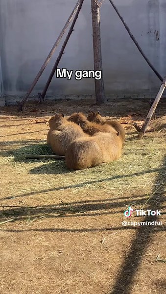 Why Capybaras Make the Best Pets