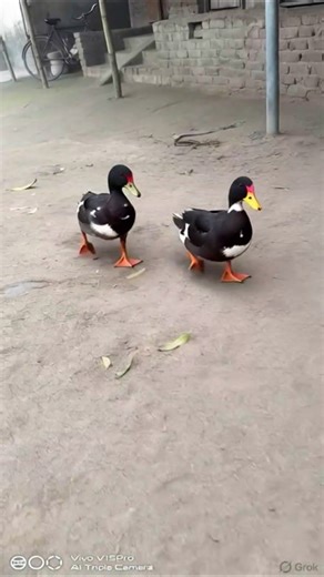 में बत्तख़ : Duck) अनैटिडाए कुल के जलपक्षियों की कई सदस्य जातियों का सामूहिक साधारण नाम है।
