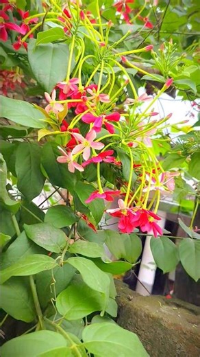 ei full gulo ki sundor dekho sobai short video