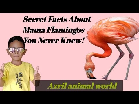 Amazing Flamingo Facts: Secrets of Mother Flamingos You Never Knew!