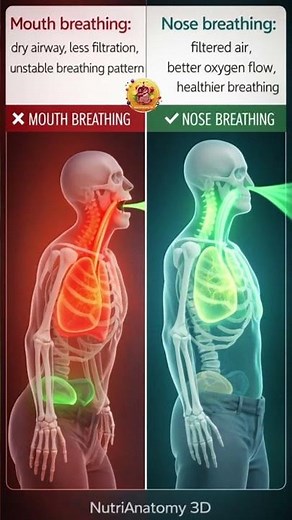 Mouth Breathing vs Nose Breathing | What Happens Inside Your Body