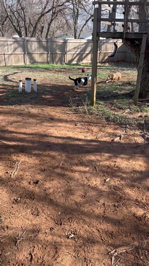 SusanneB (@susanne.biddle)’s videos with Green Acres Theme - The Hit Party Band