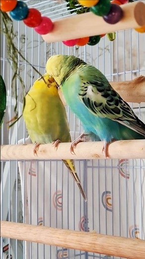 ADORABLE KISSING and FEEDING each other ❤️ #budgies #parakeet #parrot