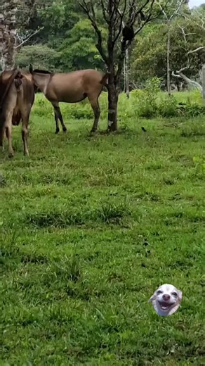 #BalliBotMogis #TrendingReels #TrendingReels #Foryoupage ##FYP #FYP #ViralTikTok #MillionViews #TechMagic #SmartBot #AITrend #RobotVibes #Innovation