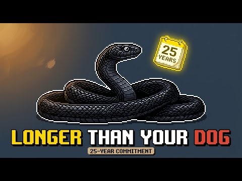 6 Feet, 25 Years: Black Rat Snake's Real Care Demands