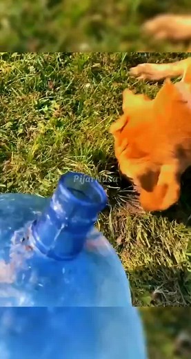 Usir Gopher dengan Air: Metode Ampuh Petani