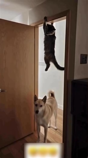 billi ka game over hote hote Bach Gaya 🤣 #comedy #funny #cat #dog #ai