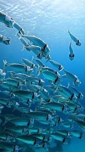 When you realize you're being filmed... and decide to show off 😍🐟 📍 Marsa Shagra Village house reef #INDIANMACKEREL #fish #underwaterworld #diving #marsaalam #redsea | Red Sea Diving Safari