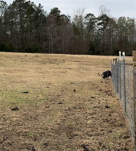 Because you don’t have my trained vision, you probably can hear my voice but not see anything other than a blur in the video. That’s OK. There’s nothing wrong with your vision. 😜 Linda Lou is what is known as a “ninja stealth pig.“ Her lightning fast speed and cat-like reflexes make her perfect for delivering top secret messages behind enemy lines. We are honored that she lives here when she is not out on some super secret spy mission. 💕😎 By the way, her identity has to remain top secret so p